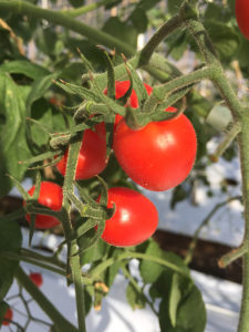 おいしいトマト