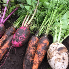 本当に「おいしい野菜・果物」のヒミツ