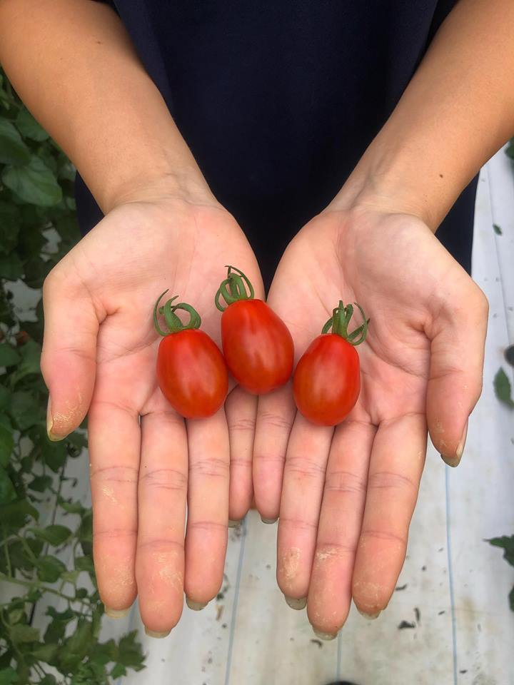 美味しい野菜の見分け方