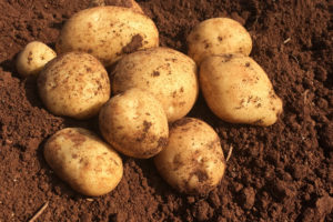 新鮮、ほりたて、産地著直送、赤土じゃがいも