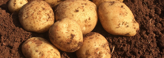 産地直送！新鮮、旬の野菜特集