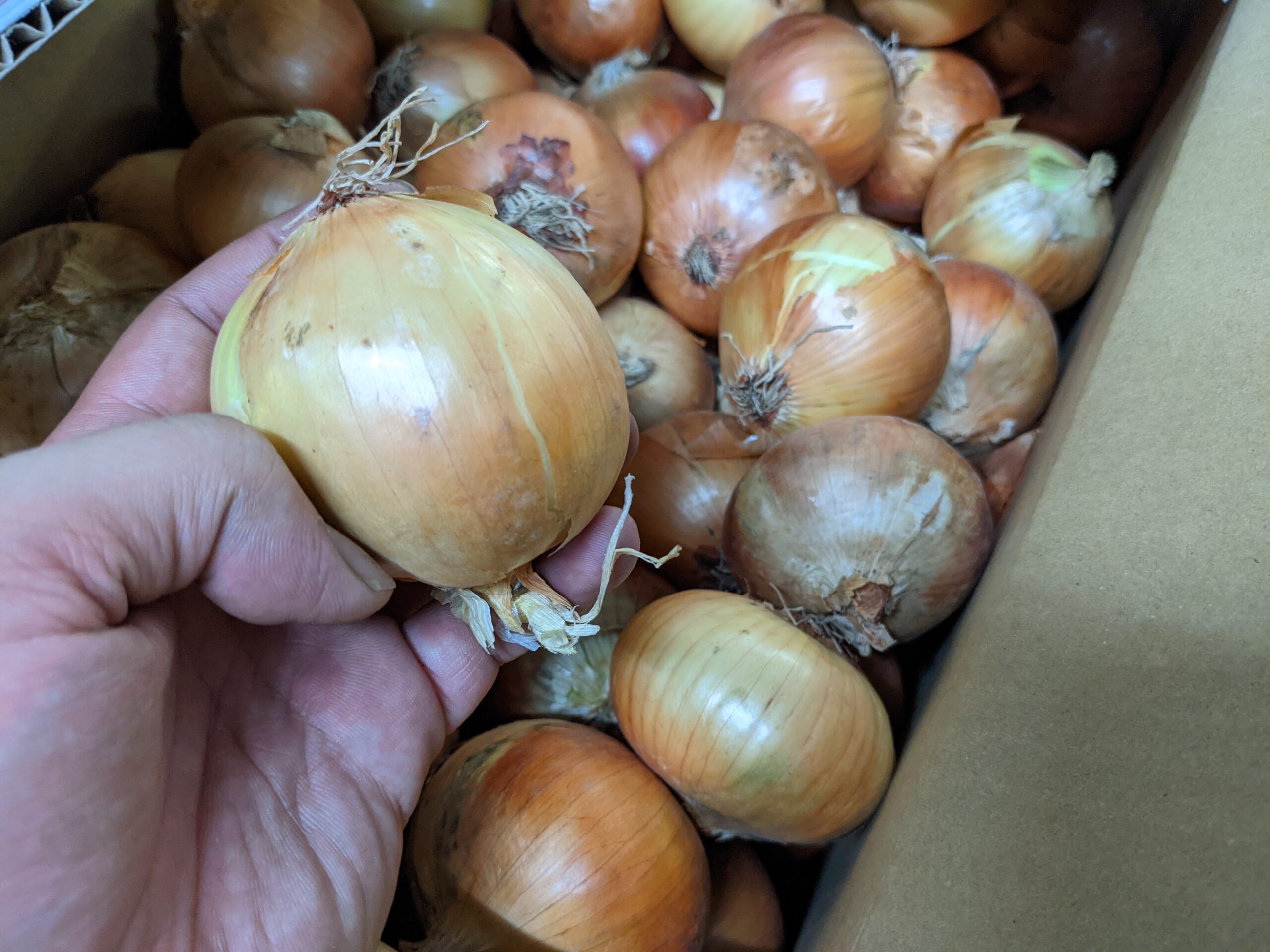 玉ねぎ　北海道　札幌黄