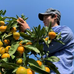 【特別栽培】 ★完熟収穫★濃甘あめ玉みかん 鹿児島産
