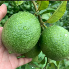 farmer_friends_marche ★産地訪問〜鹿児島〜