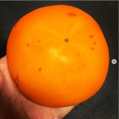 目玉のおやじもびっくりの甘さ♪ 鳥取県産　輝太郎柿