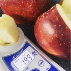 長野県安曇野産　ベトベト秋映りんご