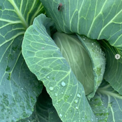 塩辛くない♪甘〜い🍯しおきゃべつ🥬