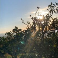 今夜も愛を探して〜♪ あめ玉みかんちぎりしております🍊