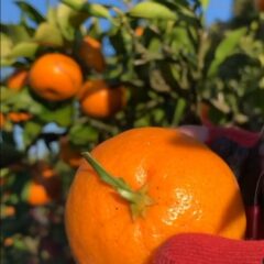 あめ玉みかんの収穫にきています♪