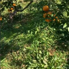 野良高菜がいっぱいのあめ玉🍊みかん畑
