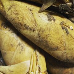 早掘りたけのこはとうもろこし🌽のような甘さ