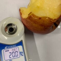 完熟収穫サンふじりんご🍎がめちゃくちゃ甘い〜