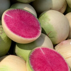 本日マルシェ出店しています🍊