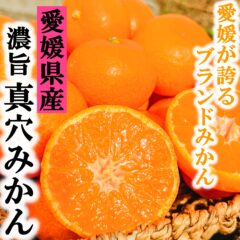 愛媛県が誇るブランドみかん　真穴みかんを紹介します。