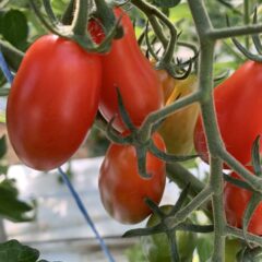 生食でも加熱料理でも美味しい　甘旨ミニトマトロッソナポリタンを紹介します。