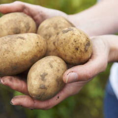 料理におススメのじゃがいもは？