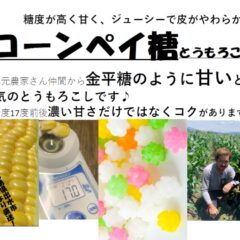 おいしいみかんが育つ町♪鹿児島県出水市を紹介します㉑～コーンペイ糖とうもろこし～