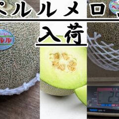 鳥取県産　大栄ペルルメロンが入荷しました!!