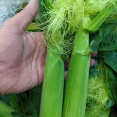 ヒゲまであま～いヤングコーン届きました♪