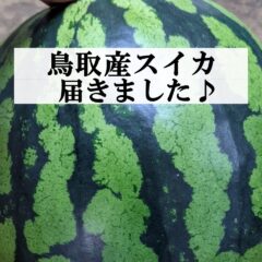 鳥取県産の大玉スイカが届きました♪