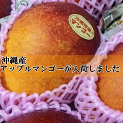 沖縄産 トロ甘の完熟アップルマンゴーが入荷しました。