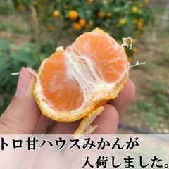 夏でも味わえる!!糖度14度前後のトロ甘ハウスみかんが入荷しました。