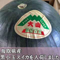 鳥取県産　黒小玉スイカ入荷しました。