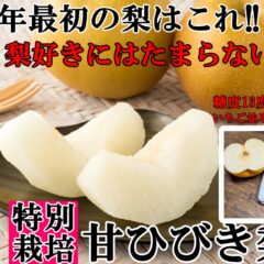 夏にぴったりの極早生梨　糖度13度前後の甘シャリ!!  特別栽培 甘ひびき梨