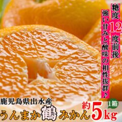 糖度12度前後の極早生みかん 鹿児島産 うんまか鶴みかん公開しました。