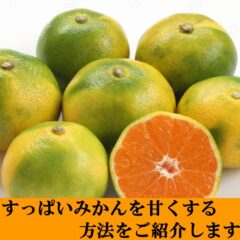 すっぱいみかんが甘くなる方法!!をご紹介します。