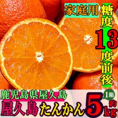 糖度13度前後も甘みがぎゅっと!!つまった南国みかん 屋久島たんかんをご紹介します。