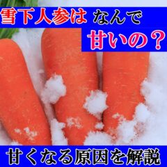 【今が旬の野菜】雪下人参はなぜ甘いの??他の人参とは違う理由を解説!!