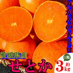 愛媛の新ブランド 大トロみかん「せとか」入荷しましたよ♪
