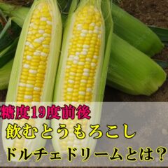 飲むトウモロコシ！！ドルチェドリームの魅力を紹介します。