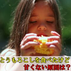 とうもろこしを食べたけど甘くない？その原因とは？