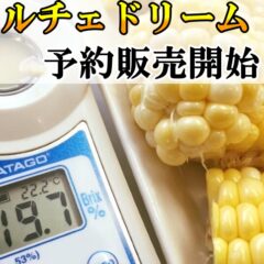 飲むとうもろこし♪ドルチェドリームの予約販売開始しました
