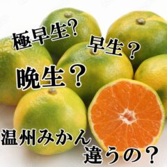 早生みかん？晩生みかん？温州みかんと違うの？
